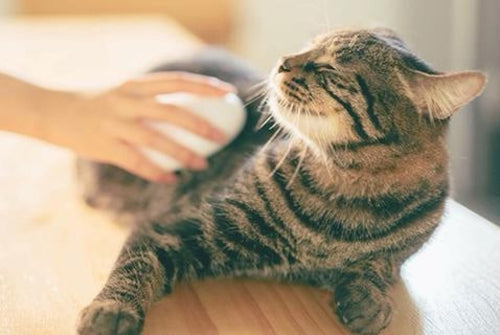 Pettine per spazzola da bagno per gatti.